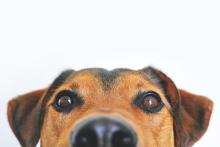 Location et les animaux domestiques